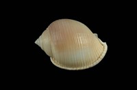 藏品(斑帶鬘螺 )的圖片